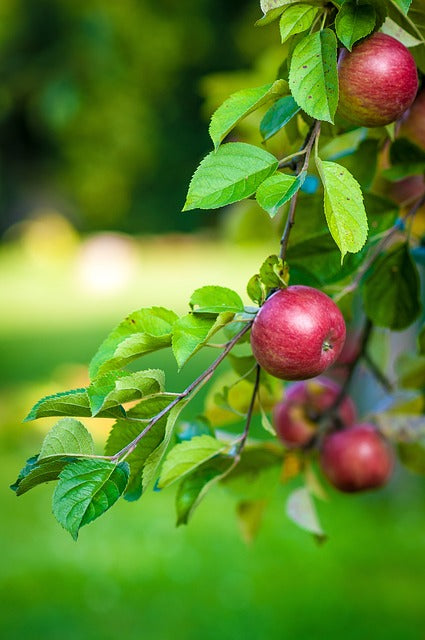 Apple Plant For Home & Garden