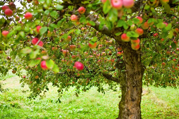 Apple Plant For Home & Garden