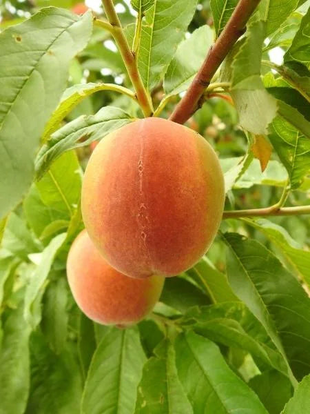 Orange Thai Peach Dwarf Varieties Fruits Plant For Home & Garden