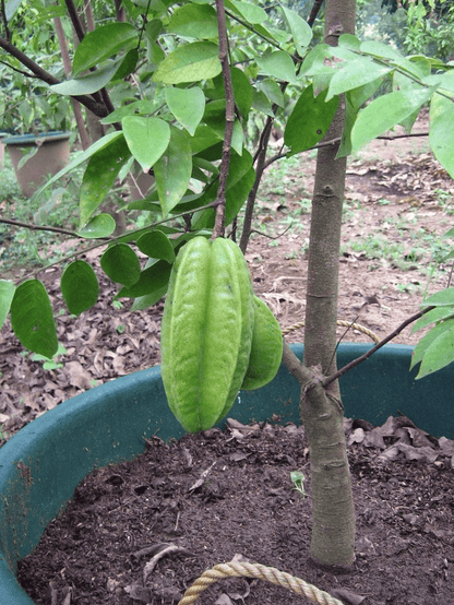 Sweet Star Fruit