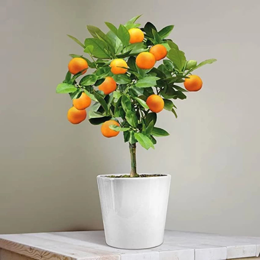 Sweet Santra Hybrid Grafted Plant For Home & Garden