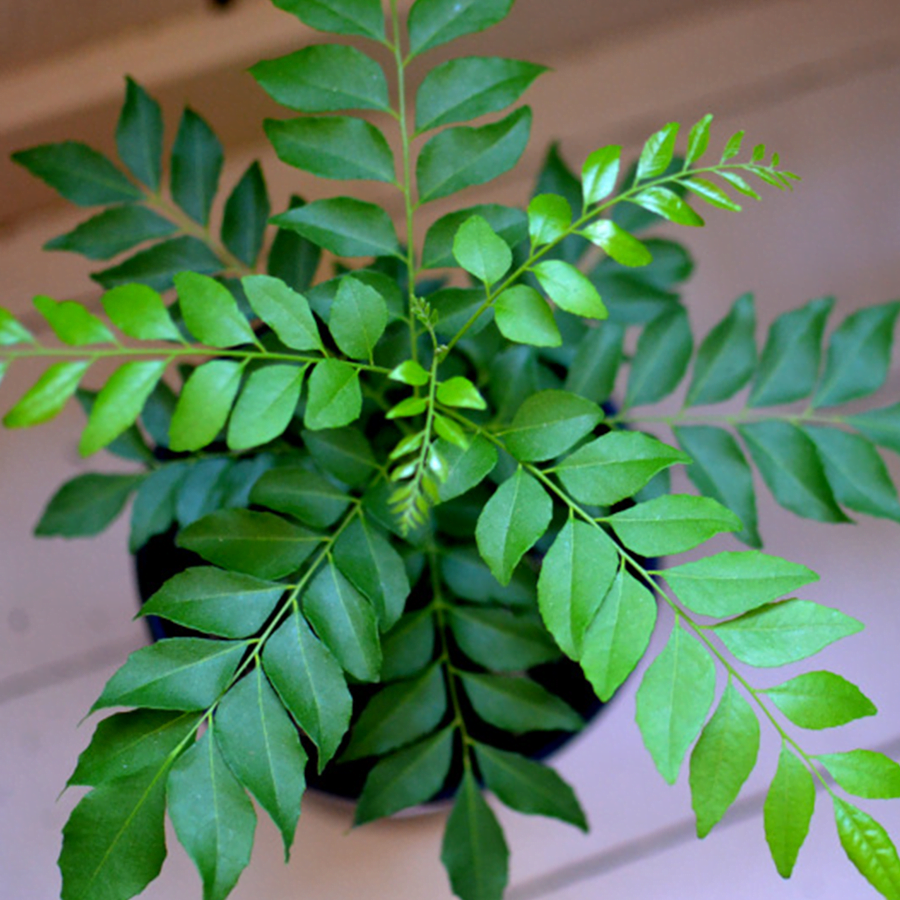 Green Kadipatta Plant For Home & Garden