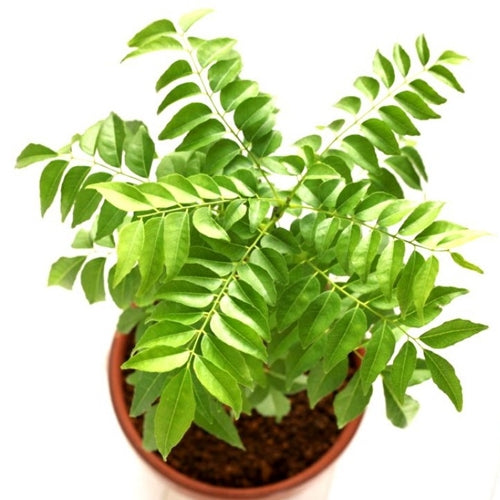 Green Kadipatta Plant For Home & Garden