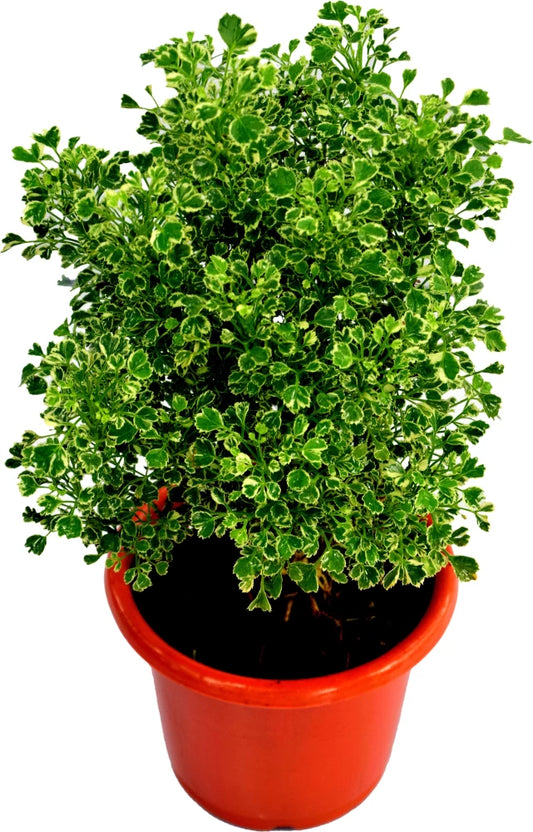 Earth Angel Aralia Plant For Home & Garden