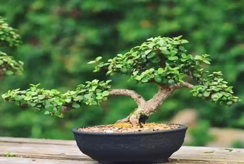 Jade Bonsai Plant For Home And Garden