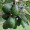 Green Thai Avocado Hybrid Graftad ruit Plant (1 Ft to 3 ft)