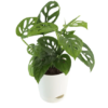 Broken Heart Plant With Self Watering Pot