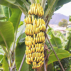 G-9 Banana Plant (1.5 Ft to 3 ft)