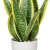 Golden Hahnii Snake Plant With Self Watering Pot
