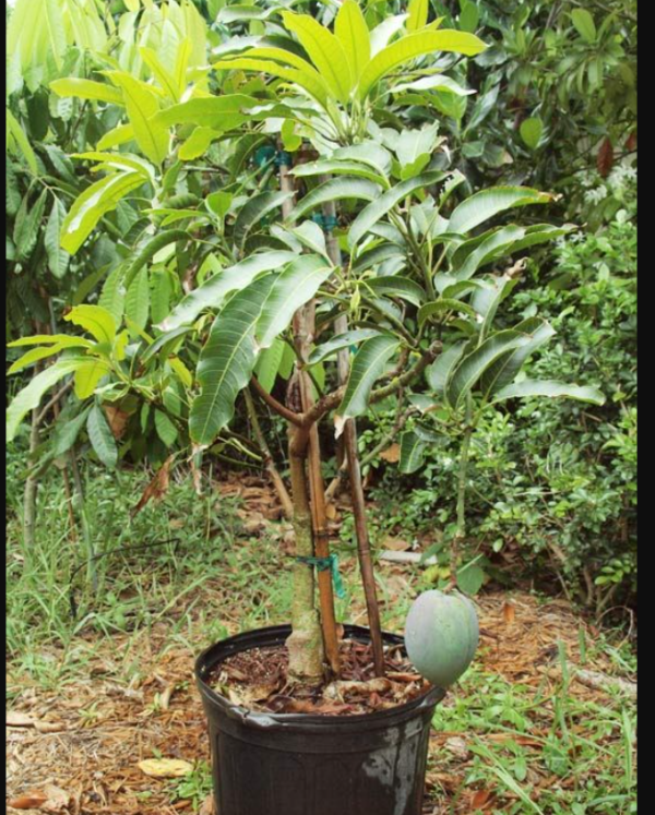 Himsagar Mango Plant