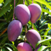 Japanese Miyazaki Mango Hybrid Grafted Plant (1 Ft to 3 ft)