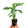 Monstera Adansoni Indoor Plant With Self Watering Pot