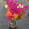 Multicolour Bougainvillea Flower Plant