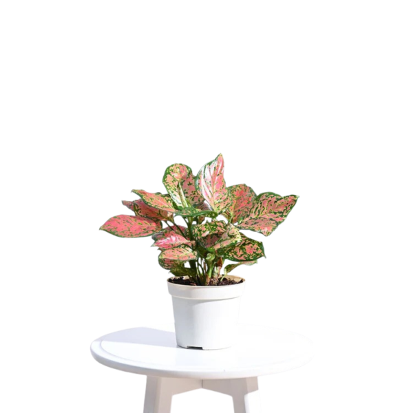 Aglaonema Pink Beauty Plant