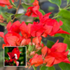 Red Bougainvillea Flower Plant (1 Ft to 3 ft)