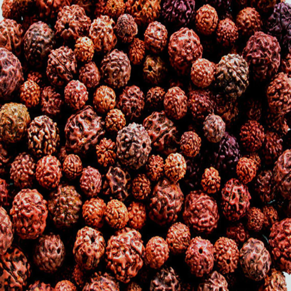 Rudraksha Plant (Elaeocarpus ganitrus)