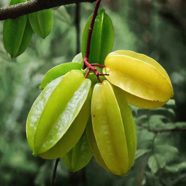 Sweet Star Fruit