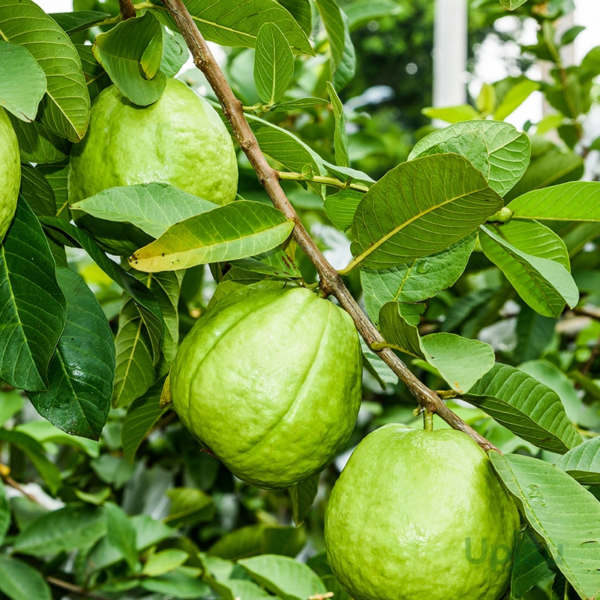 Taiwan Pink Guava Hybrid Plant