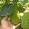 Thai All-Time Jackfruit Dwarf Variety (Grafted Plant) (1 Ft to 3 ft)