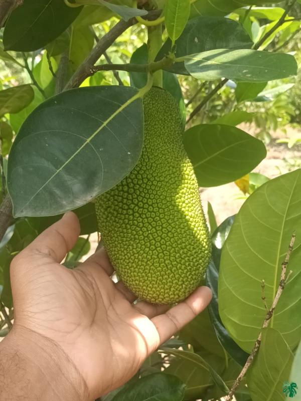 Thai All-Time Jackfruit Dwarf Variety (Grafted Plant)