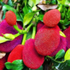 Pink Jackfruit Plant (1.5 Ft to 3 ft)
