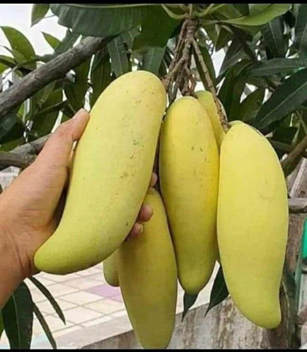 Thai King Long Banana Mango Hybrid Grafted Plant