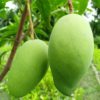 Thailand Mango Plant (1 Ft to 3 ft)