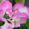 White-Pink Bougainvillea Flower Plant (1.5 Ft to 3 ft)