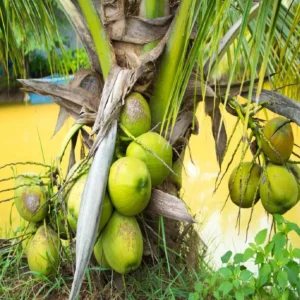Haping coconut 223 1714373418136 6p2topkafzu0jbr