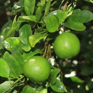 Haping lemon 83 1714373805255 30wtipi8qx70rlh